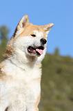AKITA INU 047